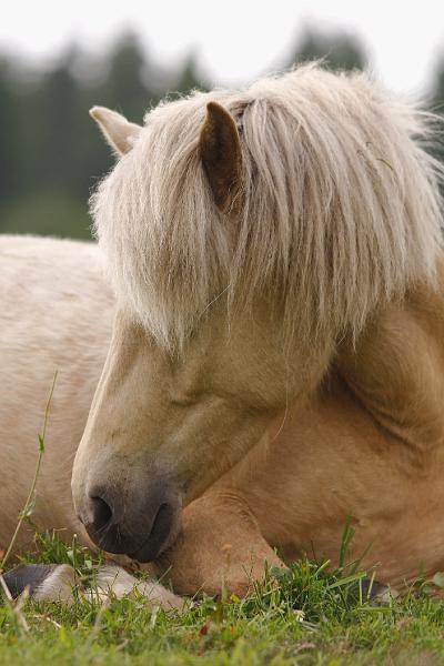 Ljoska von Heidmoor (10).jpg